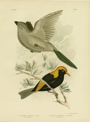Grey Struthidea or Apostlebird, 1891